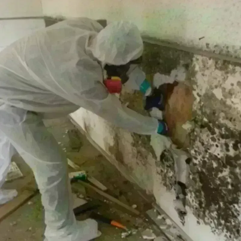 Mold Remediation and Removal in Antrim, NH